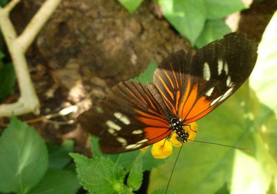 Casa de las mariposas - Viena.